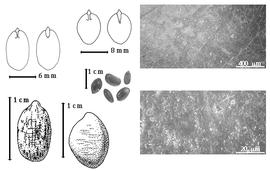  Seed, cotyledon, embryo, and testa:  P. aculeata  C. Linnaeus - testa SEMs;  P. africana  Sonder - bottom far left seed topography, top far left cotyledons auriculate and concealing radicle margins (L) and embryonic axis (R);  P. microphylla  Torrey - bottom left center seed topography, top left center cotyledons auriculate and concealing radicle margins (L) and embryonic axis (R); P. spp. - left center seeds.
