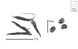  Fruit and seed:  P. communis  F. Buchanan-Hamilton ex D. Don - fruits (dehisced) with calyx and seeds.
