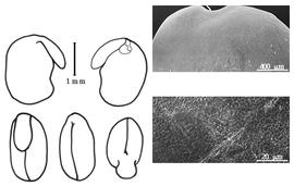  Cotyledon, embryo, and testa:  P. communis  F. Buchanan-Hamilton ex D. Don - embryo, cotyledons, and testa SEMs.
