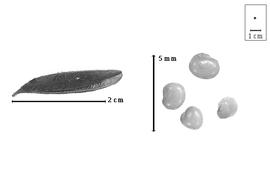  Fruit and seed:  P.  spp. - fruit and seeds.
