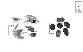  Fruit and seed:  P.  spp. - fruits with and without calyx and seeds.
