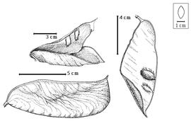  Fruit and seed:  P. diphyllum  (H.A.T. Harms) J.J.G. Léonard - top left dehisced fruit, bottom left fruit, right seed in situ.
