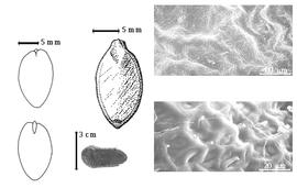  Seed, cotyledon, embryo, and testa:  P. diphyllum  (H.A.T. Harms) J.J.G. Léonard - far left cotyledon notched and concealing all but tip of radicle (above) and embryonic axis (below), top left center seed topography, bottom left center seed, testa SEMs.
