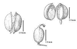  Fruit:  P. nitida  D.J. Du Puy & J.-N. Labat - fruit, all after Labat & Du Puy, (1997).
