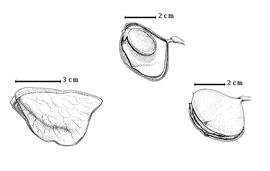  Fruit and seed:  P. confertiflora  (Hayne) G. Bentham - bottom left dehisced fruit;  P. paniculata  G. Bentham - bottom right dehisced fruit;  P. porphyrocardia  A.H.R. Grisebach - top seed in situ.
