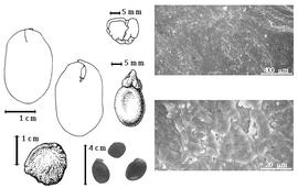  Seed, cotyledon, embryo, and testa:  P. confertiflora  (Hayne) G. Bentham - left center arillate seed topography, testa SEMs;  P. floribunda  ( K.S. Kunth) G. Bentham - top far left cotyledon split and concealing radicle (L) and embryonic axis (R);  P. pauciflora  G. Bentham - bottom far left nonarillate seed topography, top left center cotyledon with fold creating illusion of complicated split;  P.  spp. - bottom left center seeds.
