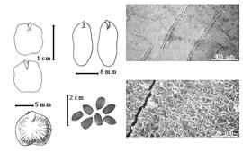  Seed, cotyledon, embryo, and testa:  P. africanum  Sonder - bottom left center seeds;  P. brasiliense  I. Urban - top far left cotyledon concealing only margins of radicle (above) and embryonic axis (below);  P. mollis  ( K.S. Kunth) I.B. Balfour & E.P. Killip - bottom far left seed topography;  P. pterocarpum  (de Candolle) Backer ex K. Heyne - top left center cotyledon auriculate and concealing most of radicle (L) and embryonic axis (R), testa SEMs.
