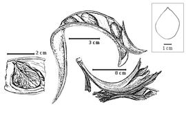  Fruit and seed:  P. macroloba  (C.L. von Willdenow) C.E.O. Kuntze - left seed in situ, center valve with fragment of second valve, right bottom partial dehiscent fruit.
