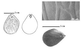  Seed, cotyledon, embryo, and testa:  P. macroloba  (C.L. von Willdenow) C.E.O. Kuntze - left cotyledon concealing radicle (L) and embryonic axis (R), bottom seed, and testa SEM.
