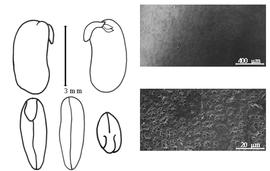  Cotyledon, embryo, and testa:  P. heterophylla  G. Bentham - embryo, cotyledons, and testa SEMs.
