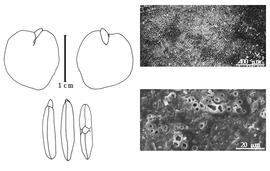  Cotyledon, embryo, and testa:  P. elata  (H.A.T. Harms) M.S. Knaap-van Meeuwen - embryo, cotyledons, and testa SEMs.
