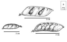  Fruit and seed:  P. cassioides  (F.J.H. von Mueller) Symon - bottom left fruit;  P. labicheoides  R. Brown - top seeds in situ, bottom right fruit.
