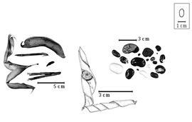  Fruit and seed:  P. polystachios  (C. Linnaeus) N.L. Britton, E.E. Stern & F. Poggenburg - center fruit;  P.  spp. - left fruits and right seeds.
