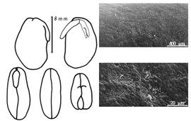  Cotyledon, embryo, and testa:  P. acutifolius  A. Gray - embryo, cotyledons, and testa SEMs.
