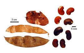  Fruit and seed:  P. cyanescens  (J.H.K. Schumann & P. Thonning) G.E. Roberty - bottom fruit in left fruit grouping;  P. laxiflora  (J.P.A. Guillemin) G.E. Roberty - middle fruit in left fruit grouping;  P. violacea  (J.F. Klotzsch) B.D. Schrire - upper fruit in left fruit grouping and right group of seeds.
