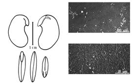  Cotyledon, embryo, and testa:  P. violacea  (J.F. Klotzsch) B.D. Schrire - embryo, cotyledons, and testa SEMs.
