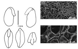  Cotyledon, embryo, and testa:  P. majus  H. Collett & W.B. Hemsley - embryo, cotyledons, and testa SEMs.
