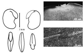  Cotyledon, embryo, and testa:  P. pulchellum  (C. Linnaeus) A.N. Desvaux - embryo, cotyledons, and testa SEMs
