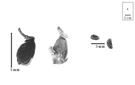  Fruit and seed:  P. pleurandroides  F.J.H. von Mueller - fruits with calyx and seeds.
