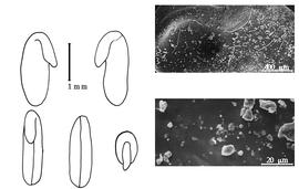  Cotyledon, embryo, and testa:  P. pleurandroides  F.J.H. von Mueller - embryo, cotyledons, and testa SEMs.
