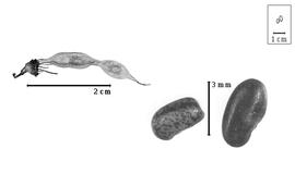  Fruit and seed:  P. montana  T. Nuttall - fruit; P. spp. - seeds.
