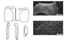  Cotyledon, embryo, and testa:  P. montana  T. Nuttall var. tomentosa (L.R. Abrams) I.M. Johnston - embryo, cotyledons, and testa SEMs.
