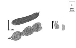  Fruit and seed:  P. spinifolia  (A.N. Desvaux) I. Urban - seeds;  P.  spp. - fruit and partial fruit.
