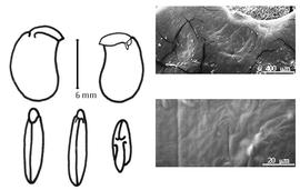  Cotyledon, embryo, and testa:  P. spinifolia  (A.N. Desvaux) I. Urban - embryo, cotyledons, and testa SEMs.
