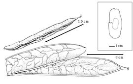  Fruit:  P. africana  (J.D. Hooker) J.P.M. Brenan - top dehiscent fruit with seed in situ, bottom fruit.
