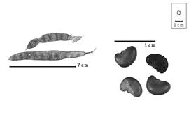  Fruit and seed:  P. nepalensis  (W.J. Hooker) D. Don - seeds;  P.  spp. - fruits.
