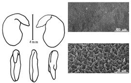  Cotyledon, embryo, and testa:  P. nepalensis  (W.J. Hooker) D. Don - embryo, cotyledons, and testa SEMs.
