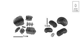  Fruit and seed:  P.  spp. - fruits and seeds.
