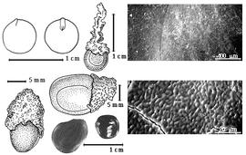  Seed, cotyledon, embryo, and testa:  P. candidum  (K.S. Kunth) G. Bentham - top left cotyledon concealing radicle (L) and embryonic axis (R), top left center seed topography;  P. dulce  G. Bentham - bottom left seed topography;  P. unguis-cati  (C. Linnaeus) G. Bentham - left center seed topography, testa SEMs;  P.  spp. - bottom left center seeds.
