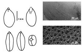  Cotyledon, embryo, and testa:  P. axillaris  G. Bentham - embryo, cotyledons, and testa SEMs.
