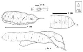  Fruit and seed:  P. foliolosa  G. Bentham - top right partial fruit with epicarp and mesocarp removed, top center 1-seeded endocarp segments with seed in situ;  P. reticulata  G. Bentham - bottom two fruits, top left dehiscent fruit.
