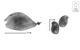  Fruit and seed:  P. voense  (H.G.A. Engler) H. Wild - fruit and seeds.
