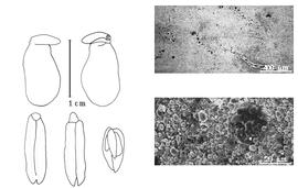  Cotyledon, embryo, and testa:  P. voense  (H.G.A. Engler) H. Wild - embryo, cotyledons, and testa SEMs.
