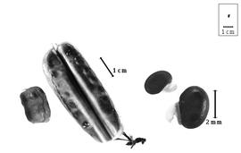  Fruit and seed:  P.  spp. - fruits (closed and dehisced) and seeds.
