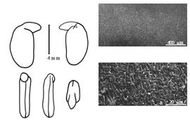  Cotyledon, embryo, and testa:  P. sericea  (H.C. Andrews) R. Brown - embryo, cotyledons, and testa SEMs.
