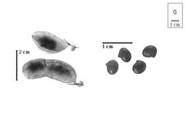  Fruit and seed:  P. caramanicus  P.E. Boissier & T.H.H. von Heldreich - fruits and seeds.
