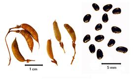  Fruit and seed:  P. alpestre  (F.J.H. von Mueller) M.D. Crisp & P.H. Weston - right group of seeds;  P. aciculiferum  F.J.H. von Mueller - left 3 fruits in left fruit group;  P. ilicifolium  (H.C. Andrews) M.D. Crisp & P.H. Weston - right 3 fruits in left fruit group.
