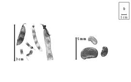  Fruit and seed:  P.  spp. - left fruits and article and right seeds.
