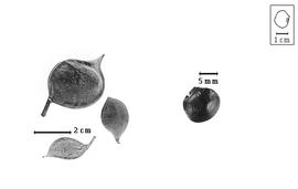  Fruit and seed:  P.  spp. - fruits and seed.
