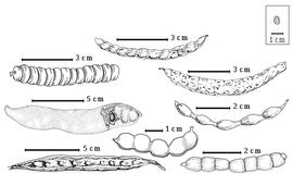  Fruit and seed:  P. africana  (Guillemin & Perrottet) P.H.W. Taubert - left center seeds in situ;  P. algarobilla  A.H.R. Grisebach - bottom center fruit;  P. articulata  S. Watson - right center fruit;  P. chilensis  (Molina) Stuntz - top center fruit;  P. nigra  (A.H.R. Grisebach) Hieronymus - top right fruit;  P. pallida  (Humboldt & Bonpland ex C.L. von Willdenow) K.S. Kunth - bottom left fruit;  P. sericantha  Gillies - bottom right fruit;  P. strombulifera  (J.B.A.P. de M. de Lamarck) G. Bentham - top left fruit.
