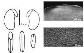  Cotyledon, embryo, and testa:  P. hookeri  R. Wight & G.A.W. Arnott - embryo, cotyledons, and testa SEMs.
