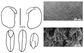  Cotyledon, embryo, and testa:  P. comosa  (J.G. Baker) B. Verdcourt - embryo, cotyledons, and testa SEMs.
