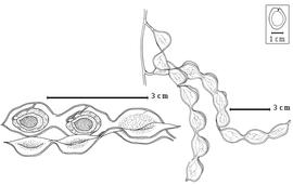  Fruit and seed:  P. leptostachya  (G. Bentham) S. Rauschert - left seeds in situ, right fruits.
