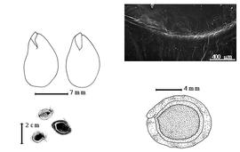  Seed, cotyledon, embryo, and testa:  P. leptostachya  (G. Bentham) S. Rauschert - top left cotyledons partially concealing radicle (L) and embryonic axis (R), bottom left seeds, bottom right seed topography, testa SEM.
