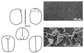  Cotyledon, embryo, and testa:  P. palustris  A.N. Desvaux - embryo, cotyledons, and testa SEMs.
