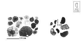  Fruit and seed:  P.  spp. - fruits and seeds.
